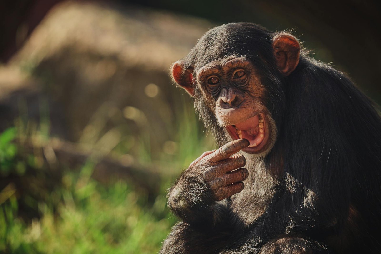 Os Animais Mais Inteligentes do Mundo: Um Ranking Surpreendente que Você Precisa Conhecer! — animais mais inteligentes do mun