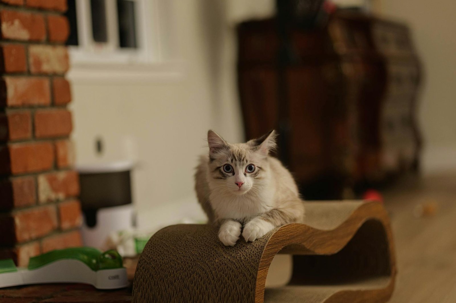 Arranhador para Gato: O Guia Definitivo para Escolher o Melhor e Proteger Seus Móveis — arranhador para gato como escolher o