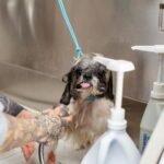 Filhote de Cachorro: Guia Definitivo de Primeiros Cuidados e Vacinação Essencial