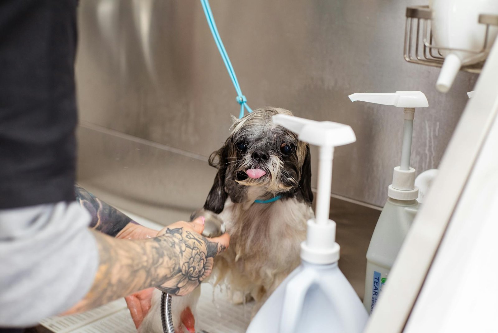 Banho e Tosa em Casa: Guia Definitivo para Fazer no Seu Cachorro com Segurança e Resultados Profissionais — banho e tosa em c