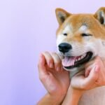 Como Criar um Portfólio Profissional do Zero: O Guia Definitivo para Alavancar Sua Carreira