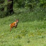 Seo local como ranquear negócios na minha cidade