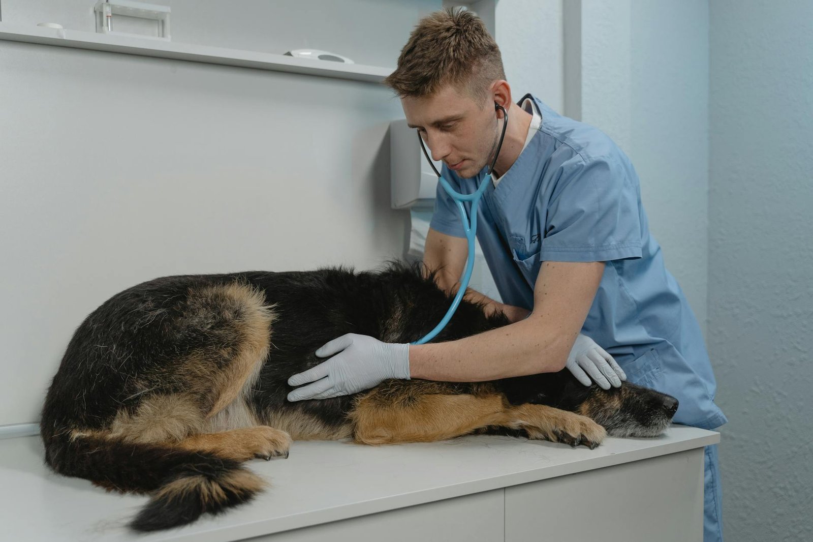 Guia Essencial: Como Identificar Sinais de Doença em Seu Pet e Agir com Segurança — como saber se meu pet está doente sinais