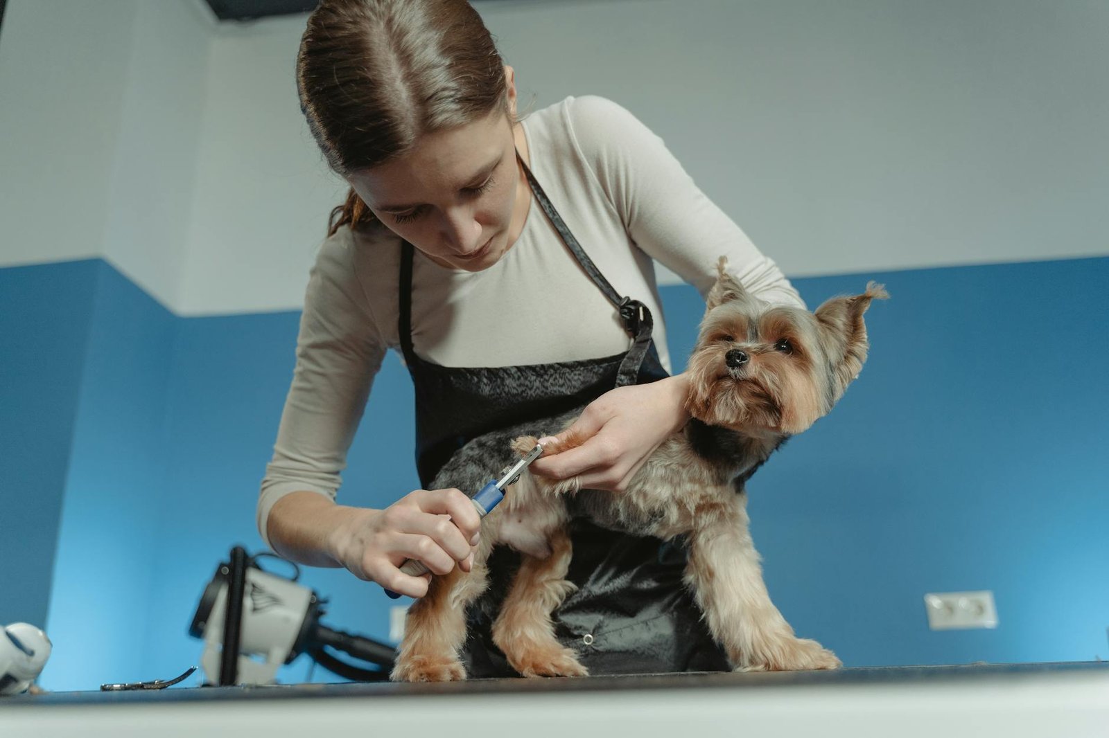 Para a higiene e cuidados com a pelagem do seu animal, é fundamental escovação regular, banhos adequados com produtos específ