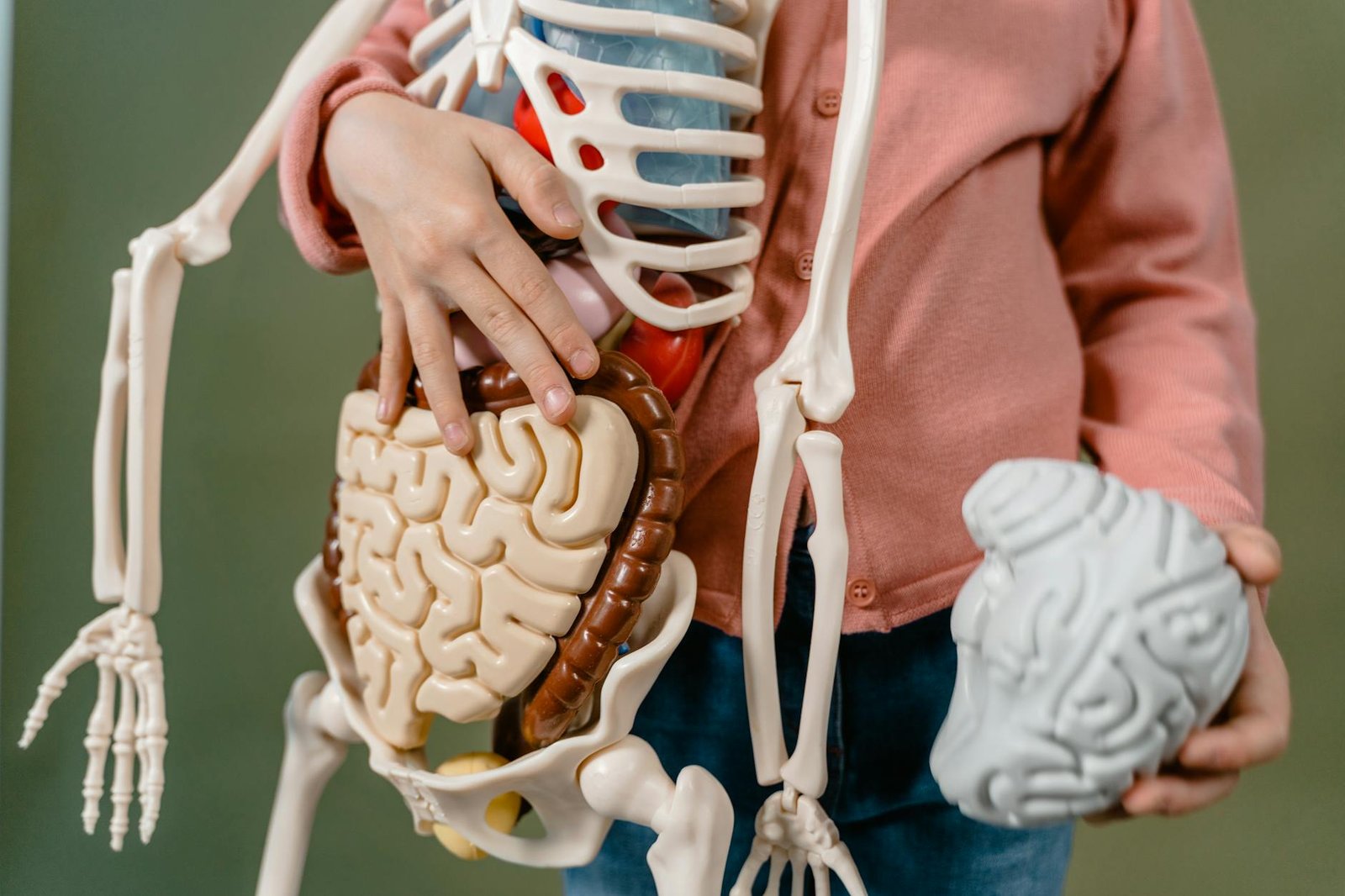 Cérebro Humano: 12 Fatos Curiosos e Surpreendentes que Vão Expandir Sua Mente — fatos curiosos sobre o cérebro humano que vão