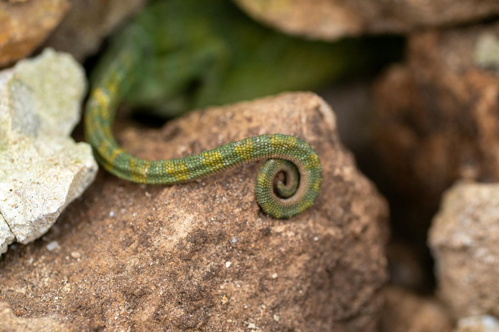 Para fatos curiosos sobre os animais e suas habilidades extraordinárias, o reino animal é um tesouro de prodígios. Mamíferos,