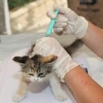 Guia Definitivo: Como Introduzir um Novo Pet em Casa com Outros Animais (Sem Estresse!)