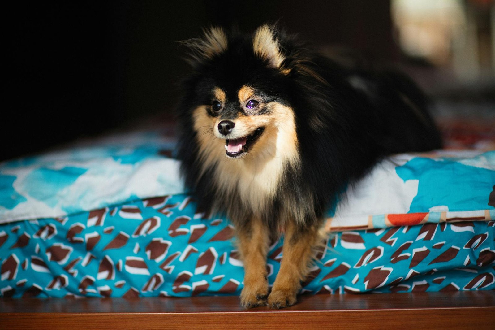 As Melhores Raças de Cachorro Pequenas para Apartamento: Guia Definitivo para uma Convivência Feliz — raças de cachorro peque
